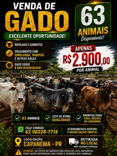 Novilhas e garrotes