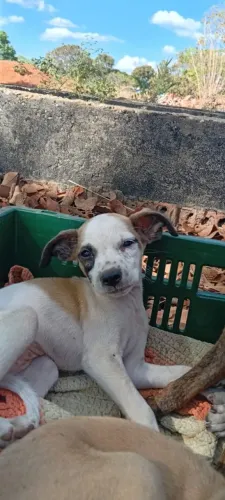 Doação de filhotes de cachorro no taquari