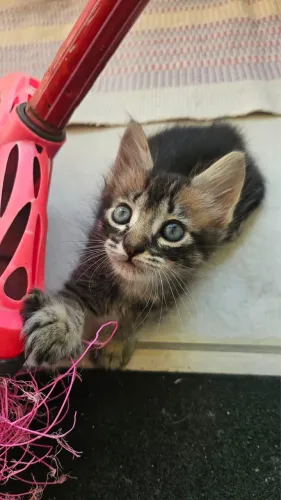 Filhote gata tigrada linda