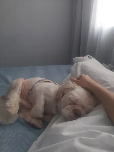 Shih-tzu macho