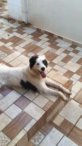 Adoção Responsável