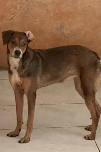 Doação Labrador 5 meses fêmea