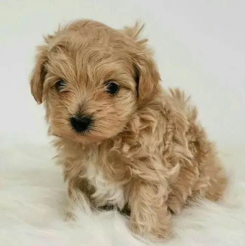 Poodle - Uma dose diária de alegria em forma de filhote