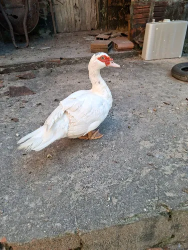 Vendo patos