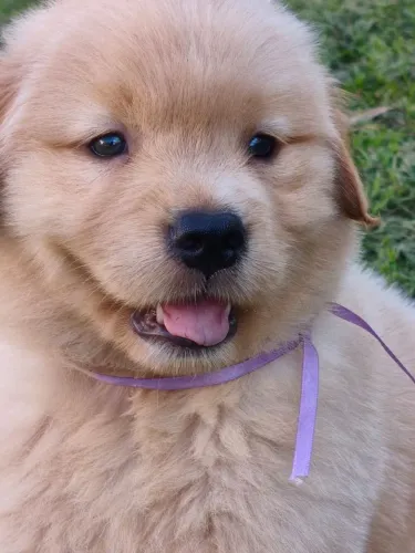 Fêmea e macho Golden Retriever disponível 