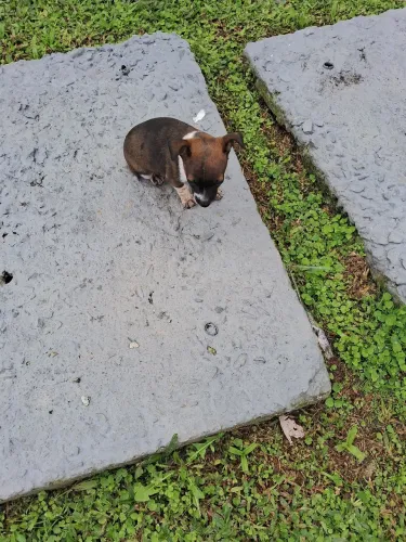 Cachorro