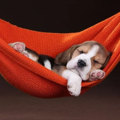 Minizinhos beagle de luxo parcelo até 18x filhote puro