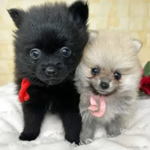 Filhotes meigo e alegre Spitz Alemão/ Lulu da Pomerânia/ anão/ anãozinho