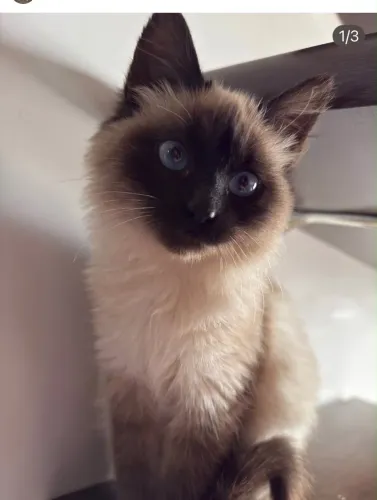 Ragdoll fêmea com pedigree 