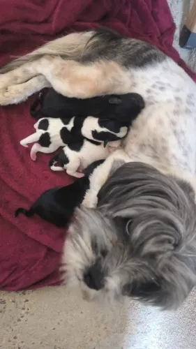 Filhote cachorro doação 