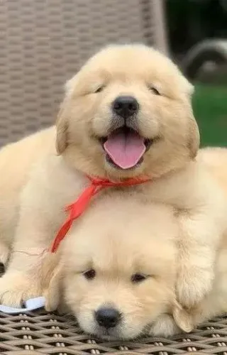 Golden Retriver Machos e Femeas