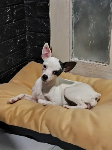 Pinscher fêmea 