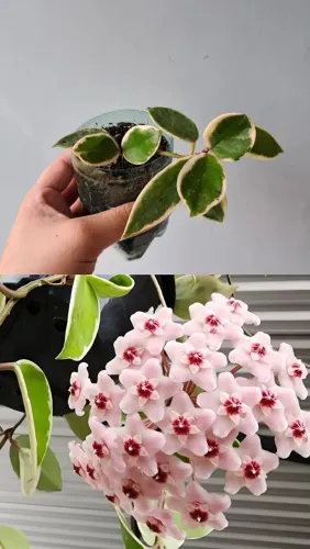 Flor de cera planta