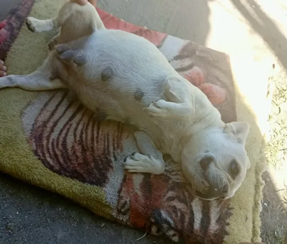 Reserva de buldogue francês.