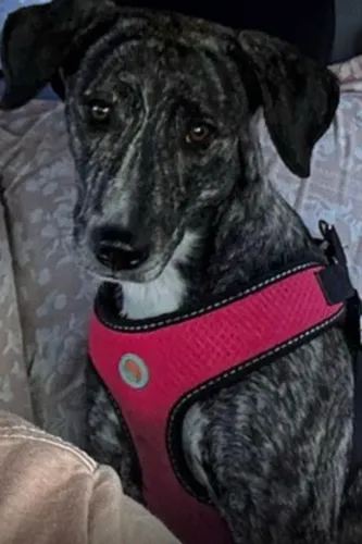 ? ADOÇÃO RESPONSÁVEL - Um pedido de amor