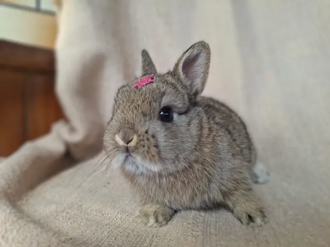 Filhotes mini coelho