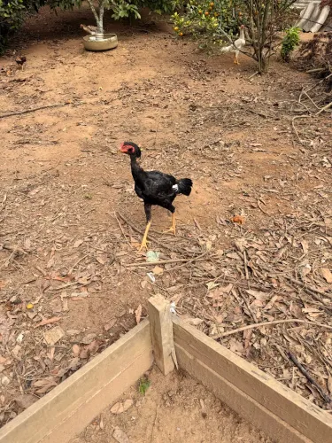 Galinhas índias