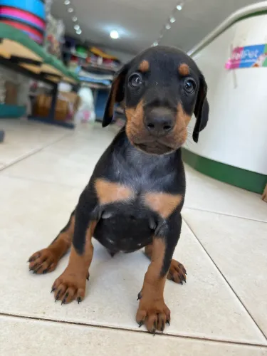 Filhote de Doberman fêmea 