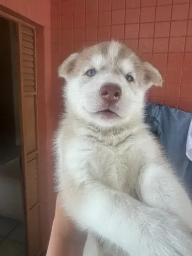 Husky siberiano O companheiro certo para uma casa cheia de alegria