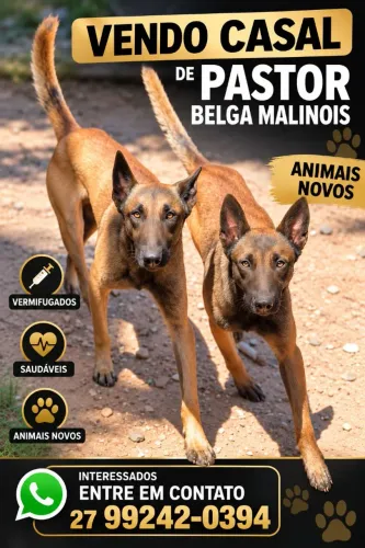 Belga Malinois