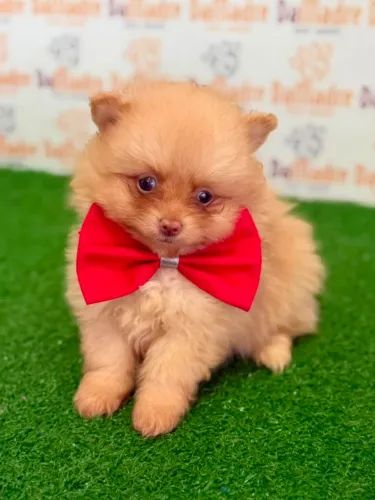 Spitz Alemão Macho
