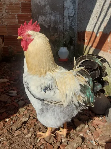 Galo
