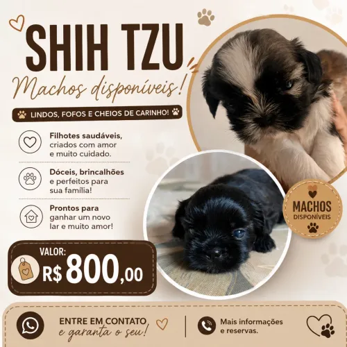 Filhotes de shitszu