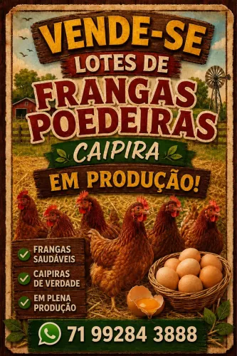 Galinhas poedeiras