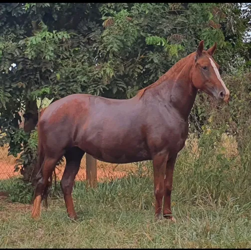 Égua Mangalarga Paulista 