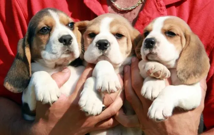Filhotes de Beagle lindos bebes