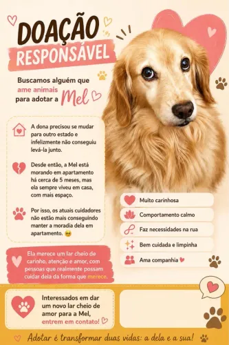 Doação de golden misturada com vira-lata