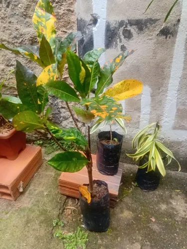 Vende-se