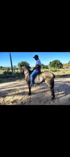 Cavalo Campolina