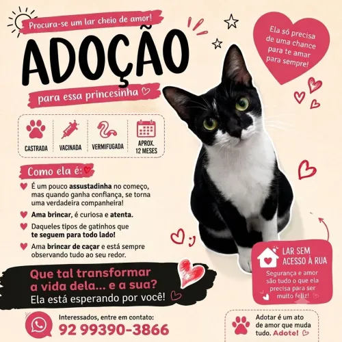Doação Responsável Gata frajola fêmea CASTRADA 