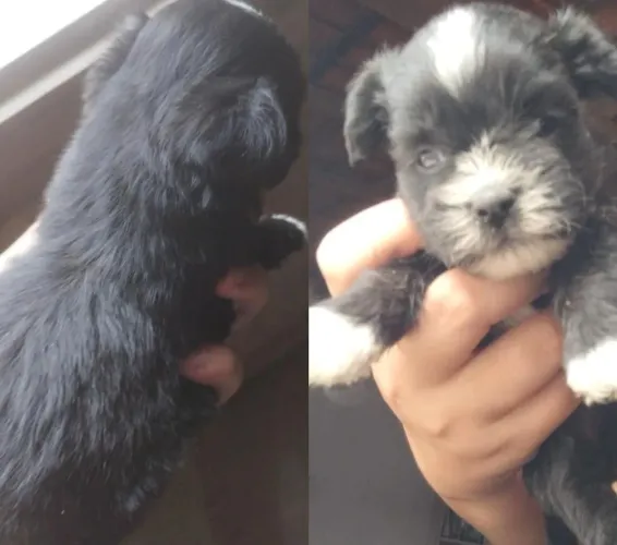 Vendo cachorra lhasa apso 