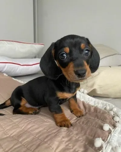 Dachshund (Teckel) "Meu formato é único."
