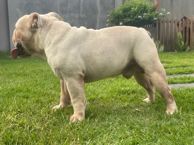 BULLDOG INGLÊS MACHO ADULTO