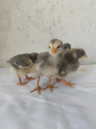 PINTINHOS DE GALINHA GLC POEDEIRAS OVOS COLORIDOS