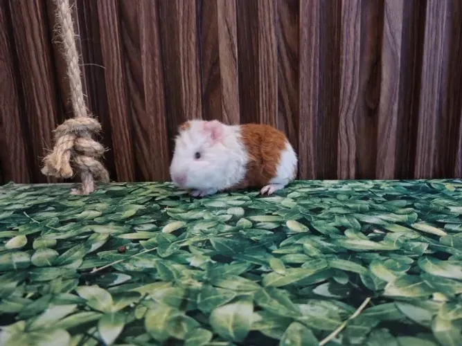 Porquinho da Índia