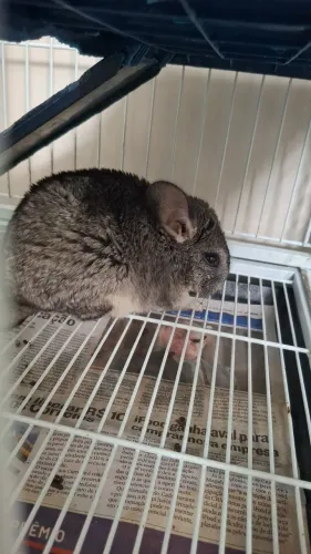 Chinchilas 