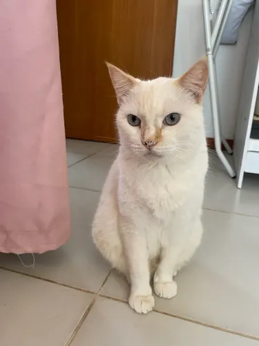 Gato macho