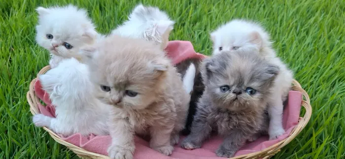 Lindos Filhotes de gato persa