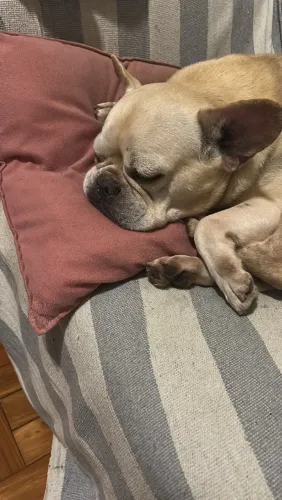 Doação BullDog Francês