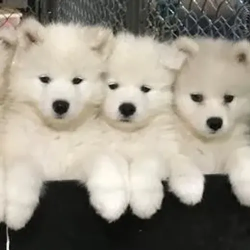 Samoyeda,Samoyeda Filhote de Estrutura Excepcional e Aparência Deslumbrante