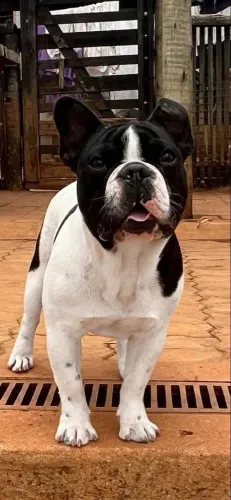 Buldog francês