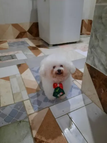 Poodle Toy