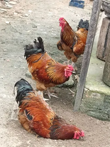 Galo de Raça Brahma 