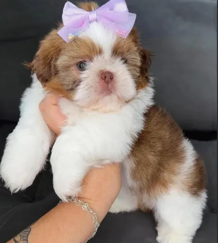 Shih tzu fêmea disponível para venda. Mini!