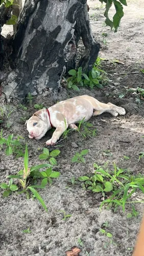 Vendo filhote de American bully