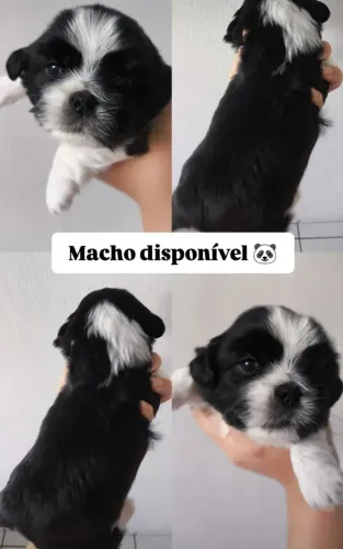 ? Filhotes de Shih Tzu à Venda! ?